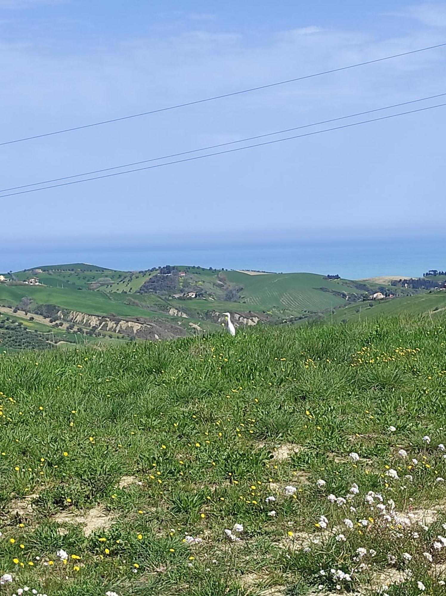 B&B Gli Amici Del Tubarello Roseto Degli Abruzzi Extérieur photo
